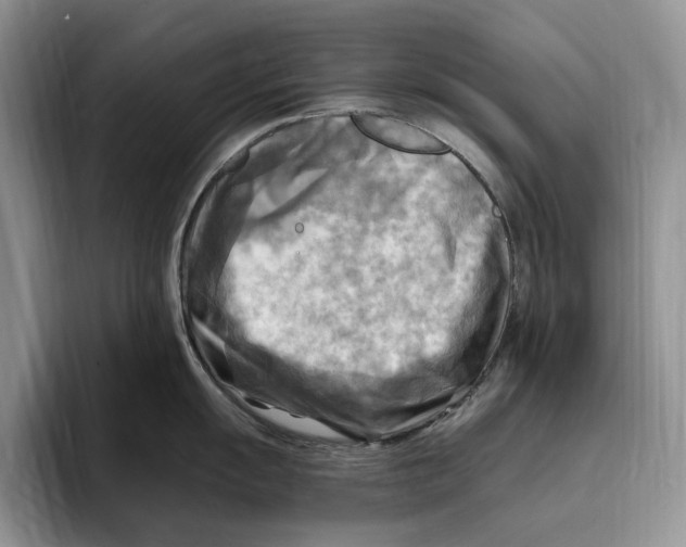 X0000096221055200802151518