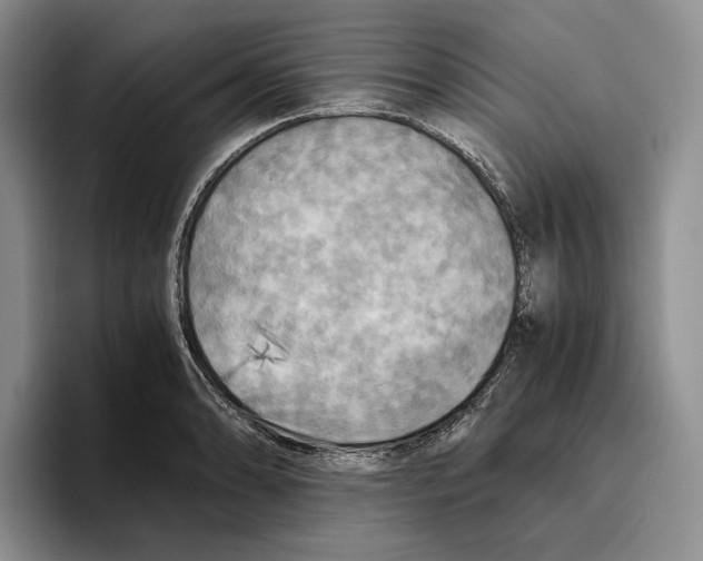 X0000096221086200802151517