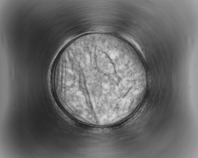 X0000096221091200802151517