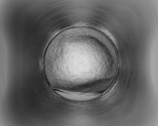 X0000096221097200802151517