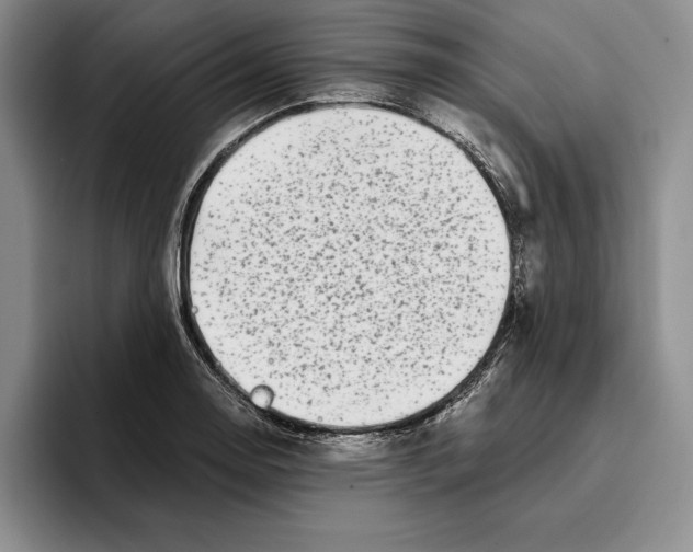 X0000096221130200802151517