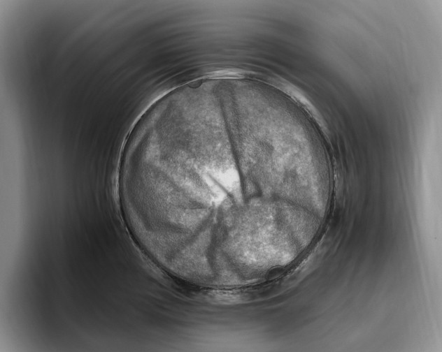 X0000096221194200802151516