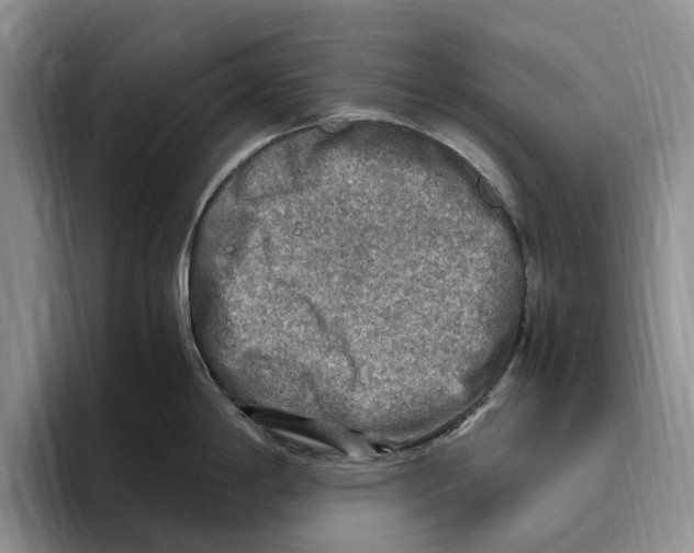 X0000096221198200802151516