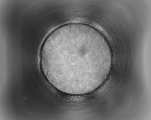 X0000096221232200802151515