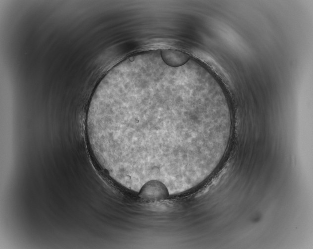 X0000096221233200802151515