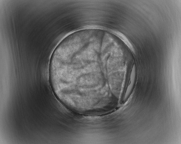 X0000096221244200802151516