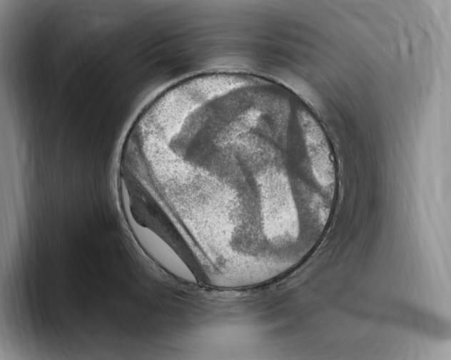 X0000096221248200802151516