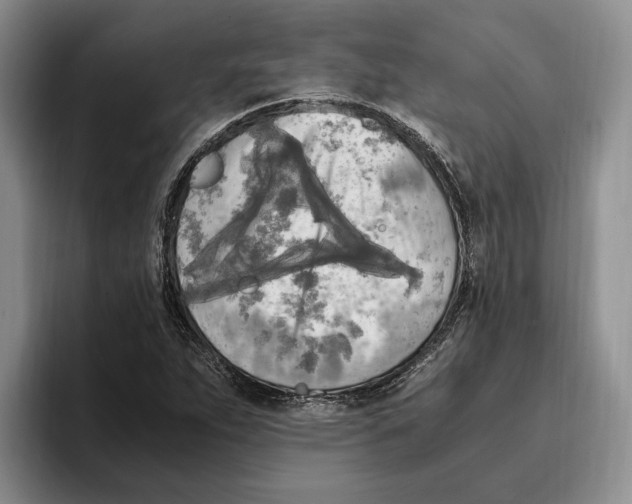 X0000096221263200802151515