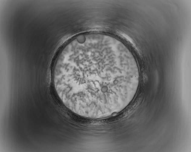 X0000096221267200802151515