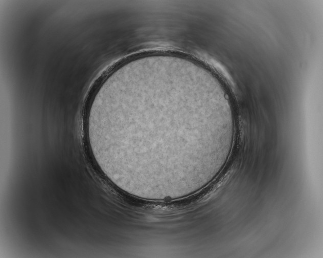 X0000096221318200802151514