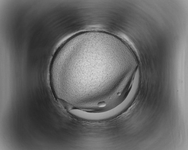 X0000096221336200802151514