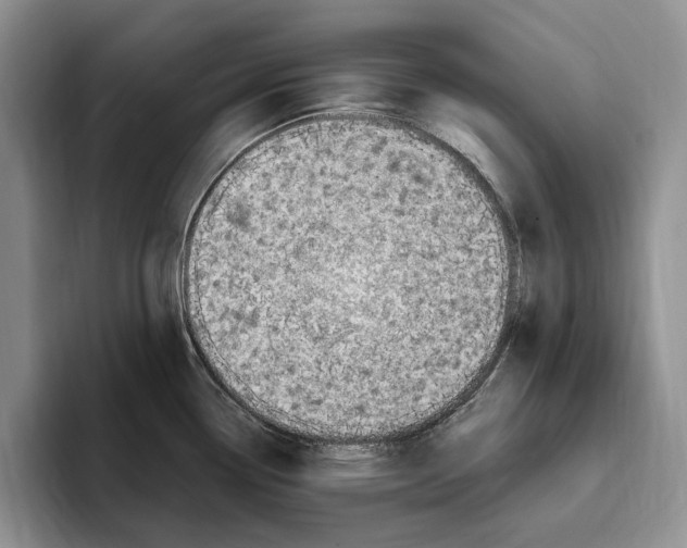 X0000096221338200802151514