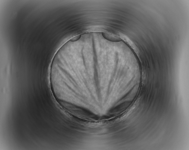 X0000096221386200802151513