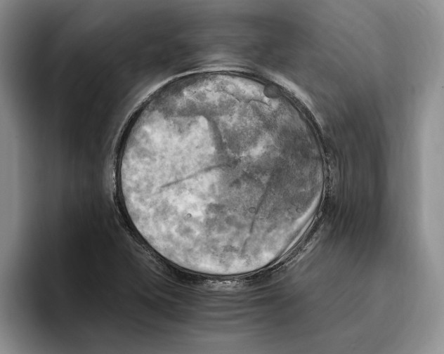 X0000096221415200802151513