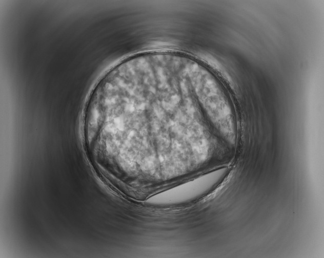 X0000096221421200802151513