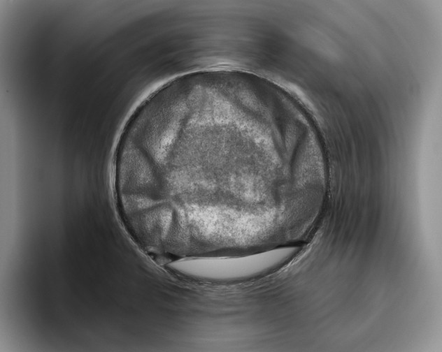 X0000096221424200802151513