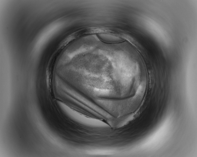 X0000096221438200802151513