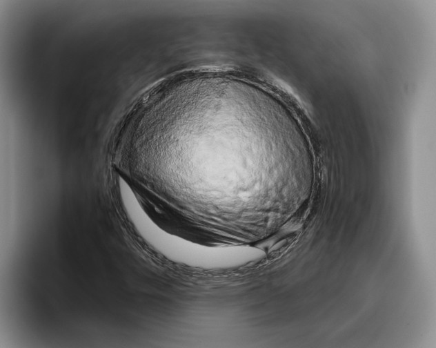 X0000096221448200802151512