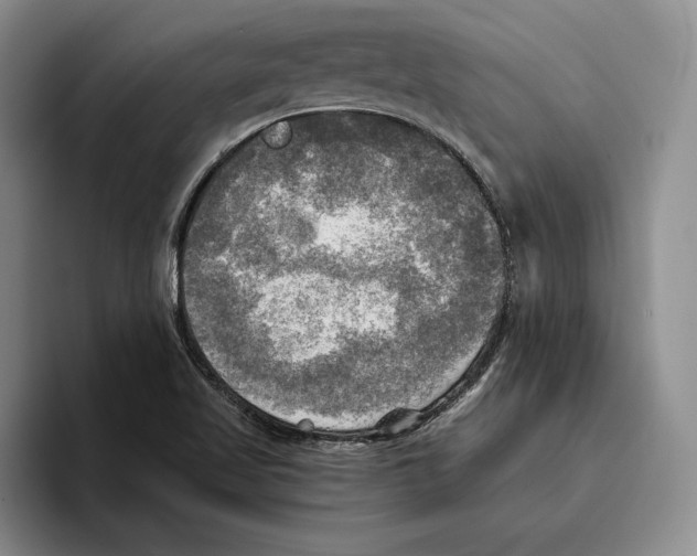 X0000096221509200802151512