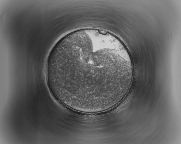 X0000096221515200802151512