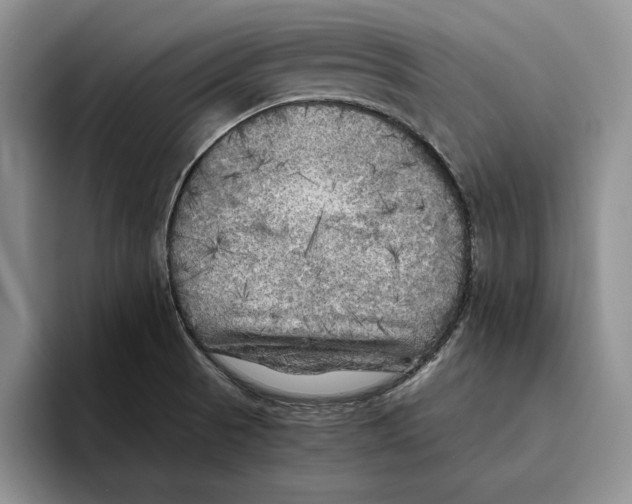 X0000096221521200802151512