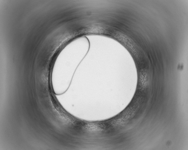 X0000096380534200801241005