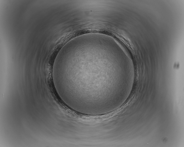 X0000096380029200801241247