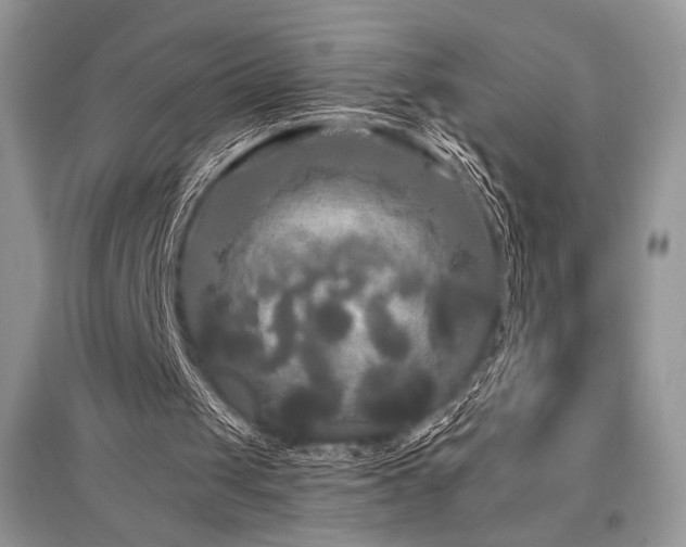 X0000096380049200801241246