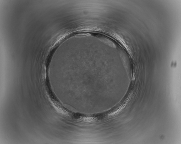 X0000096380205200801241245