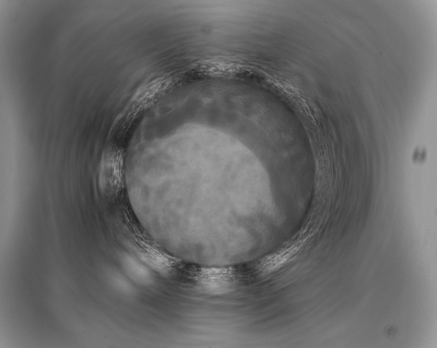 X0000096380240200801241244