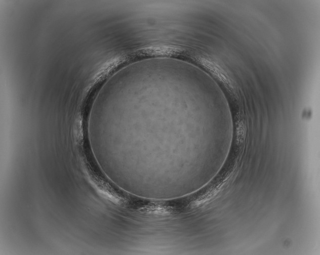 X0000096380254200801241244