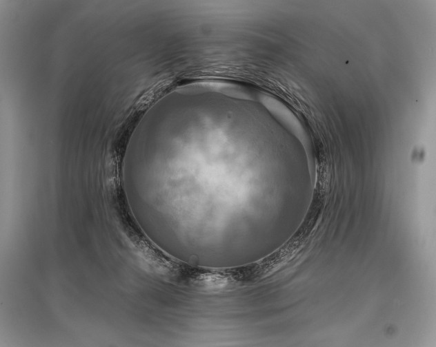 X0000096380272200801241244