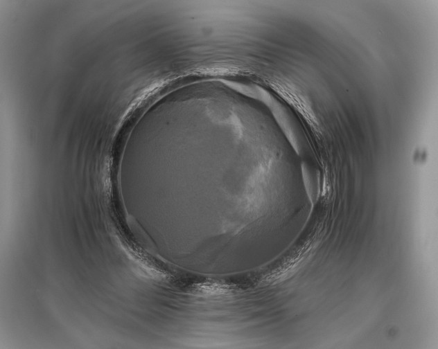 X0000096380300200801241243