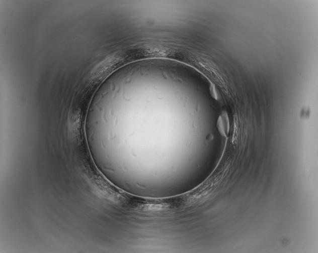 X0000096380314200801241243