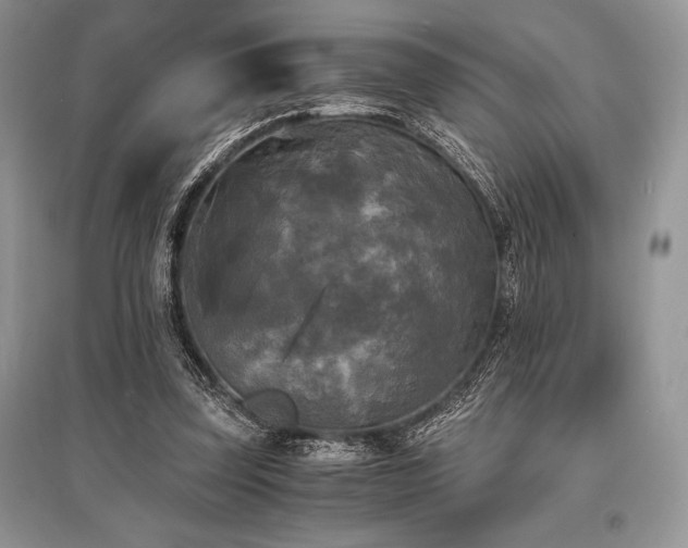 X0000096380347200801241242