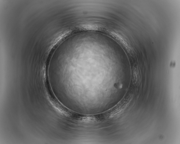 X0000096380398200801241241