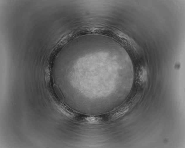 X0000096380558200801241239