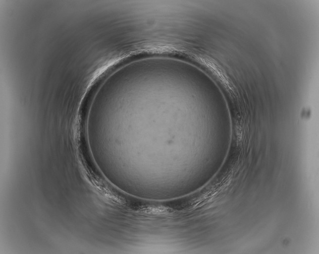 X0000096380583200801241239