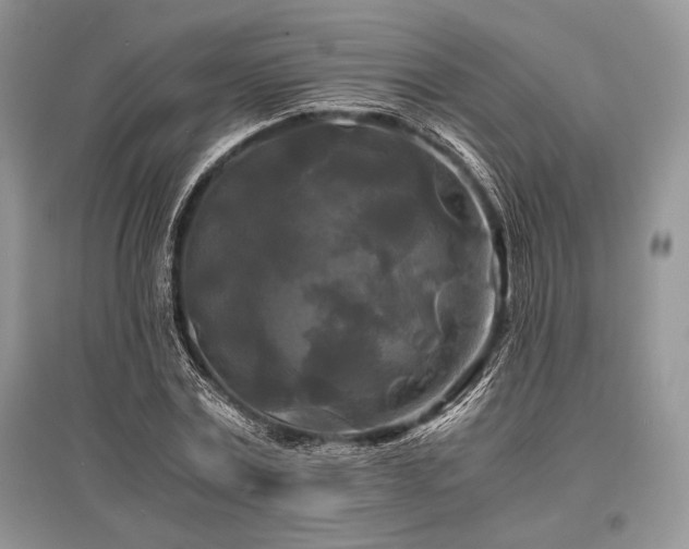 X0000096380779200801241236