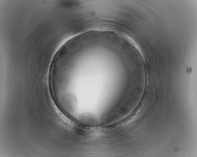 X0000096380803200801241235
