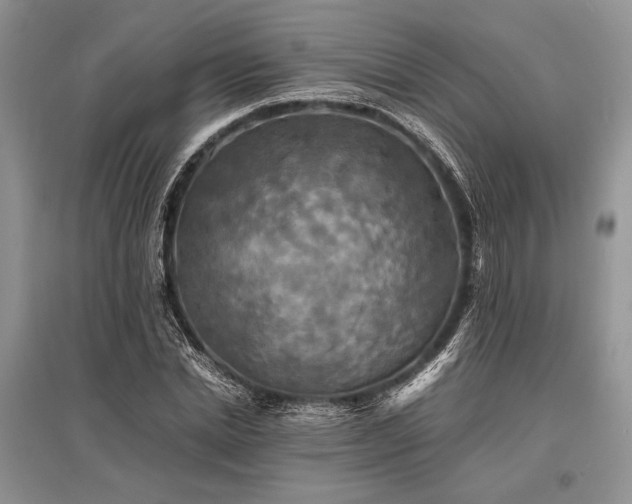 X0000096380830200801241235