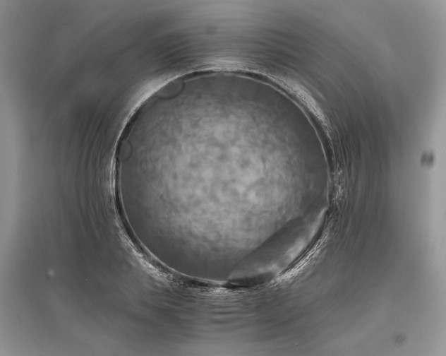 X0000096380839200801241235