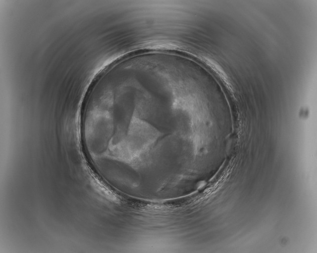 X0000096380840200801241235