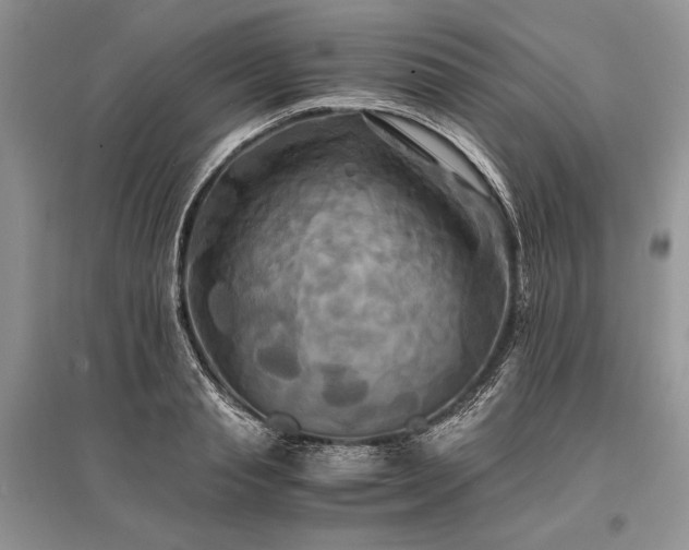 X0000096380845200801241235