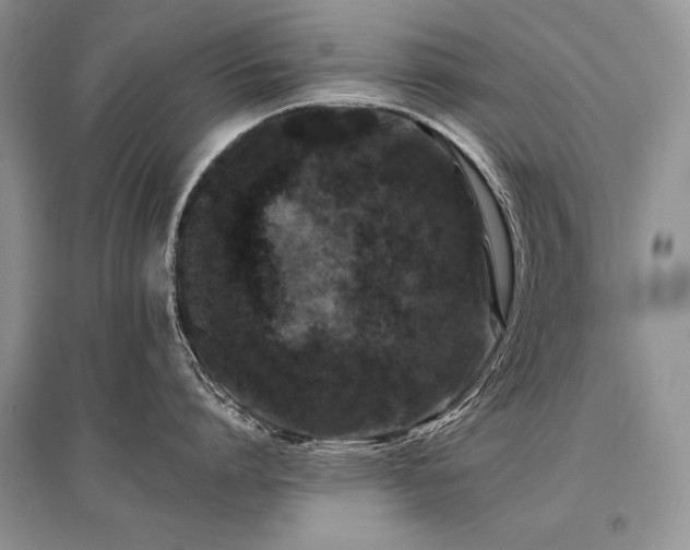 X0000096380864200801241235