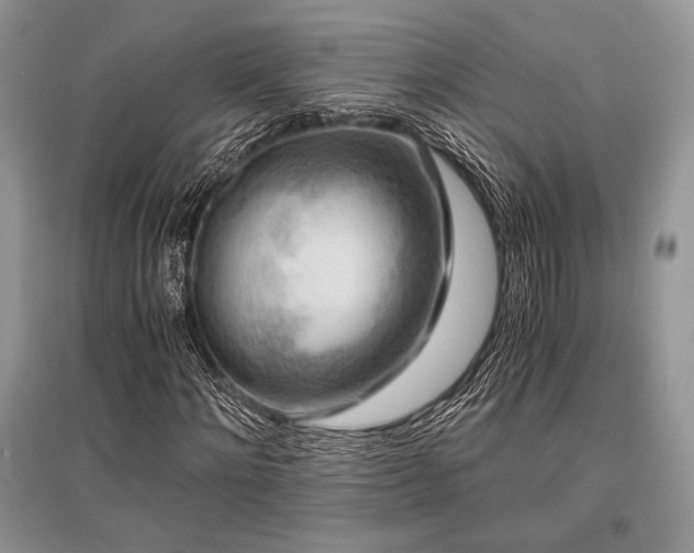 X0000096380868200801241234