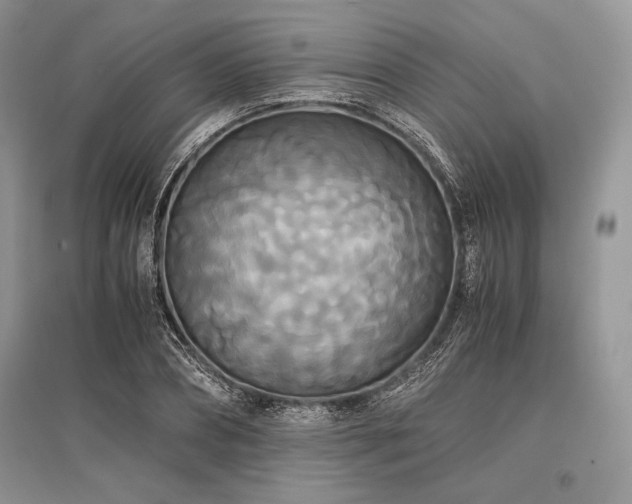 X0000096380882200801241234