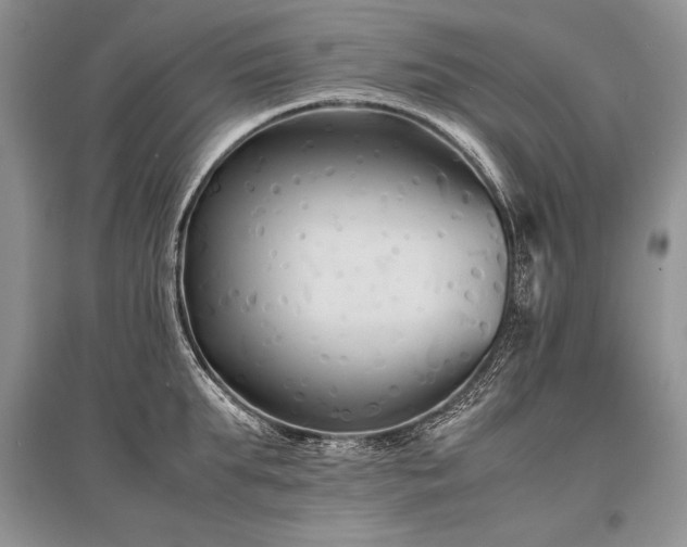 X0000096380903200801241234