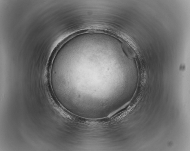 X0000096380928200801241233