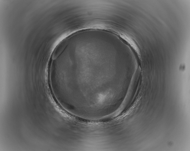 X0000096380944200801241233